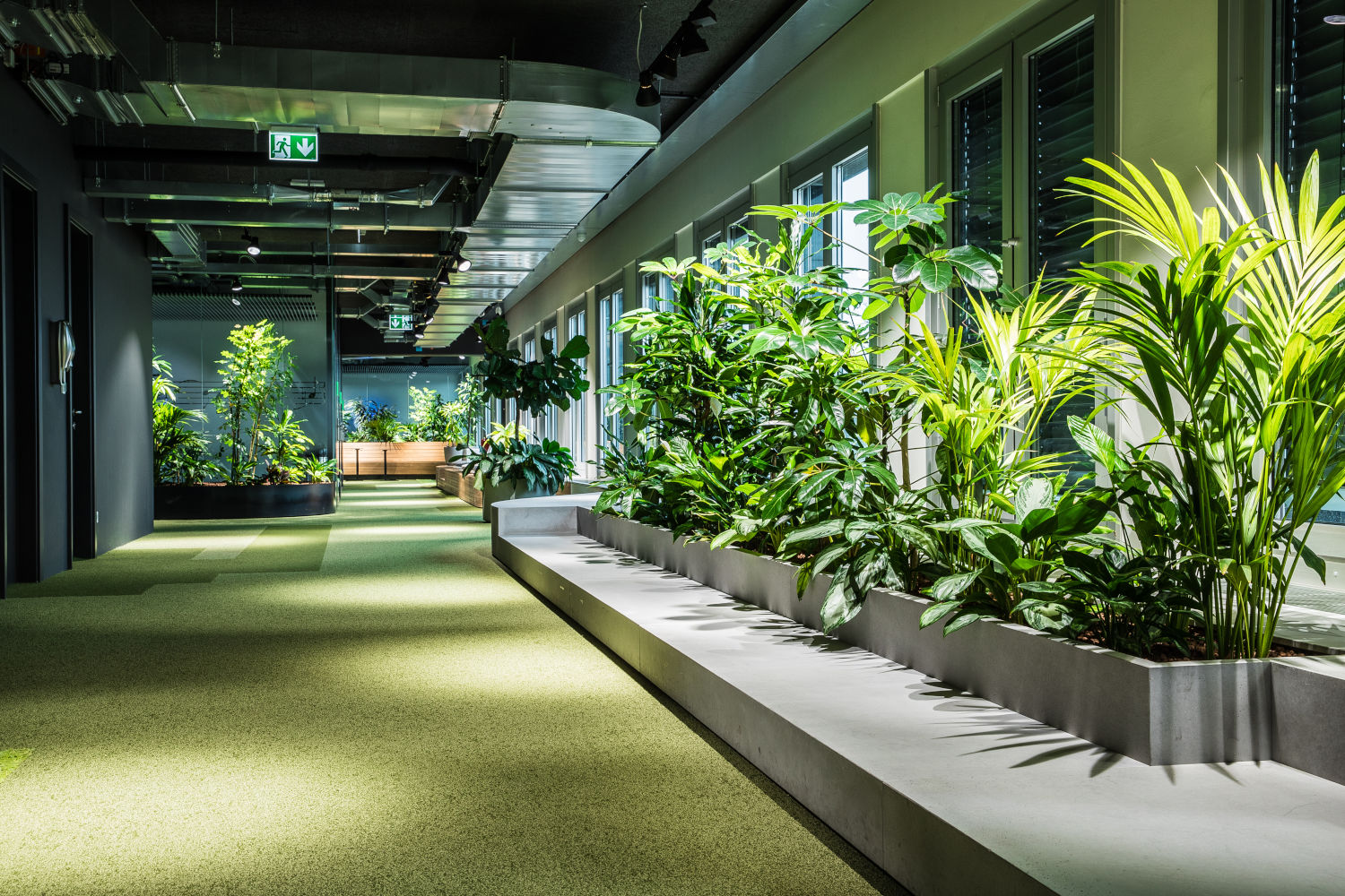 Indoor-Grünplfanzen-Konzept